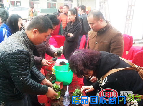 把绿色带回家 力高·澜湖郡“创意盆栽DIY”活动欢乐落幕