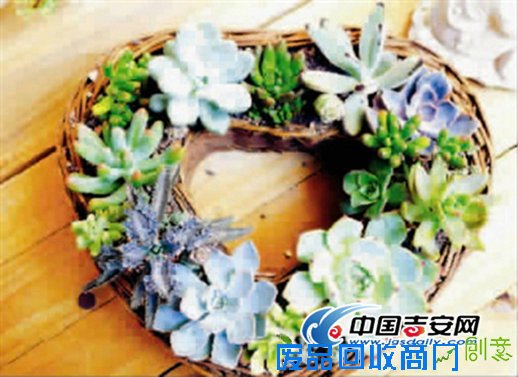 浪漫金秋约会帝景 DIY花艺盆栽带回家
