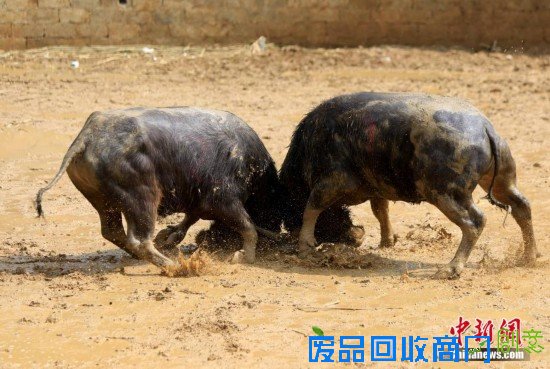 重庆“羊明星”游街迎新年