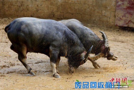 重庆“羊明星”游街迎新年