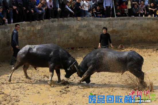 重庆“羊明星”游街迎新年
