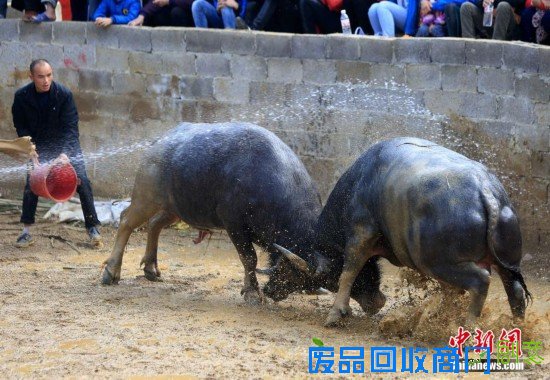 重庆“羊明星”游街迎新年
