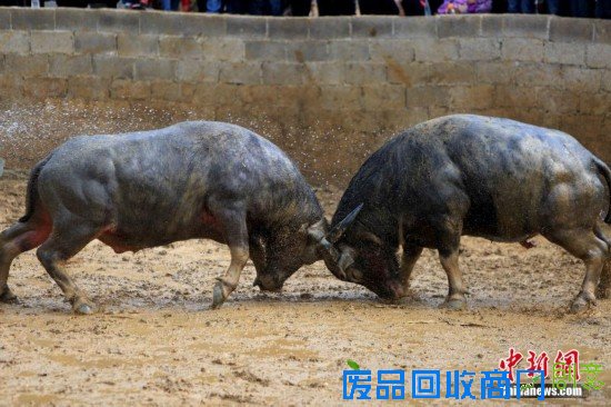 重庆“羊明星”游街迎新年