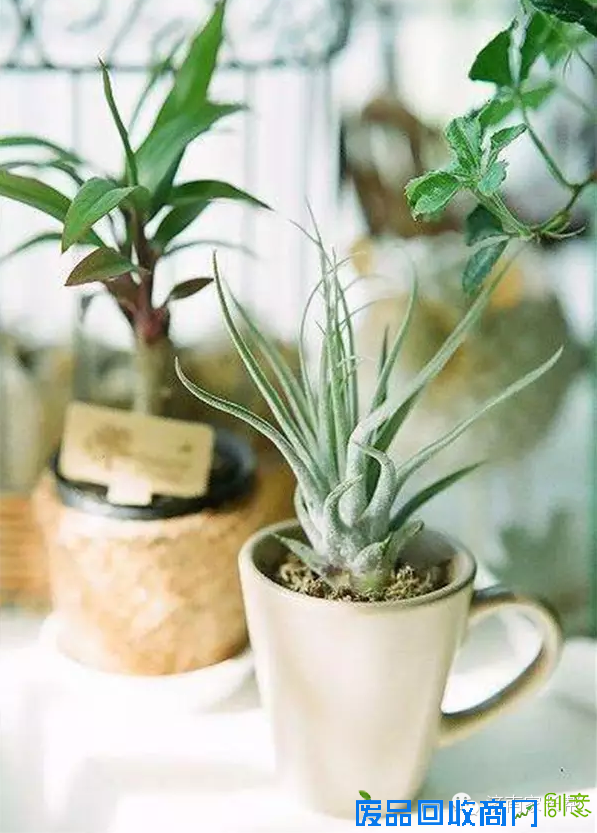 【手工DIY】别再买花瓶了，教你不花一分钱做盆栽！