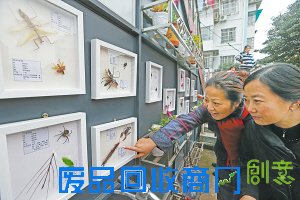 社区有了昆虫标本角