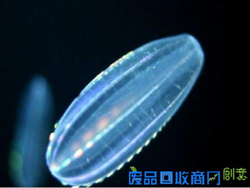 会发光的彩虹水母