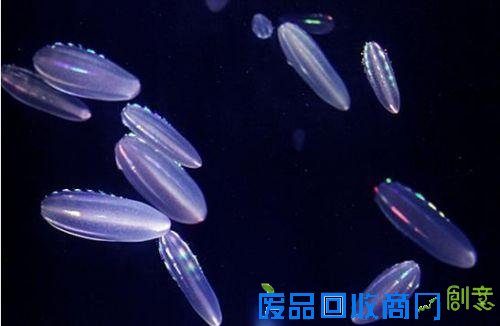 会发光的彩虹水母