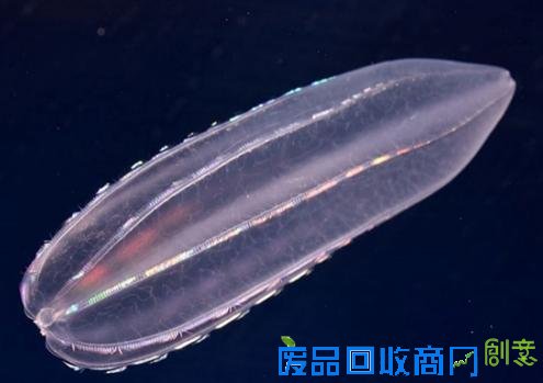 会发光的彩虹水母