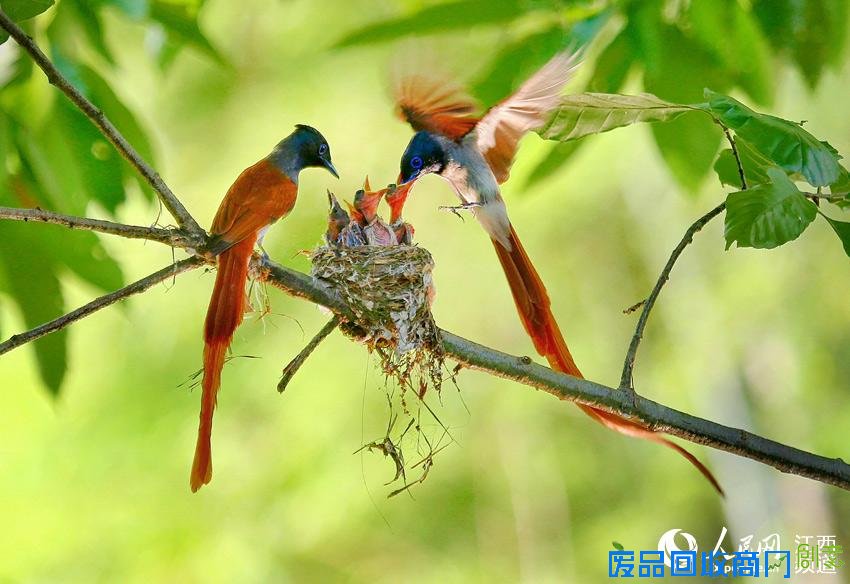 “域外之光”——2015江西省获国际摄影大奖优秀作品展开幕