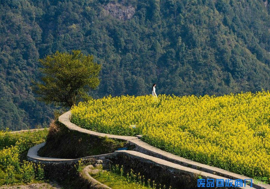 （春季美丽生态）（4）“创意油菜花”绽放高山梯田 生态旅游打造山村“金名片”