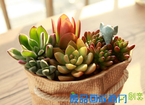春暖花开，万达多肉植物DIY惊艳来袭