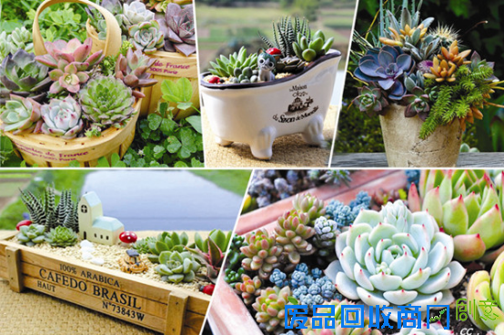 春暖花开，万达多肉植物DIY惊艳来袭