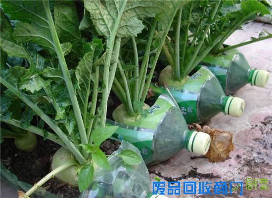 早知道塑料瓶养花种菜这么爽，还买什么花盆！