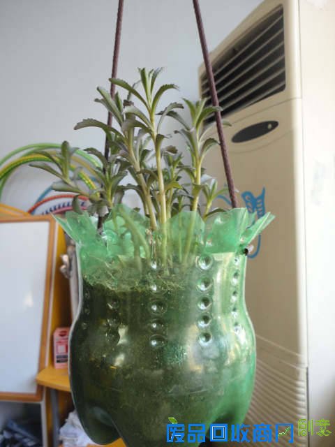 早知道塑料瓶养花种菜这么爽，还买什么花盆！