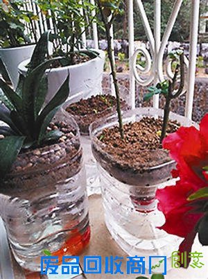 早知道塑料瓶养花种菜这么爽，还买什么花盆！