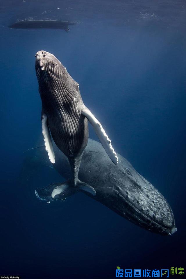 水下摄影大赛佳作:激萌小海豹紧抱潜水员脚蹼