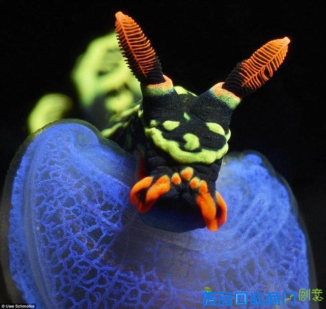 水下摄影大赛佳作:激萌小海豹紧抱潜水员脚蹼