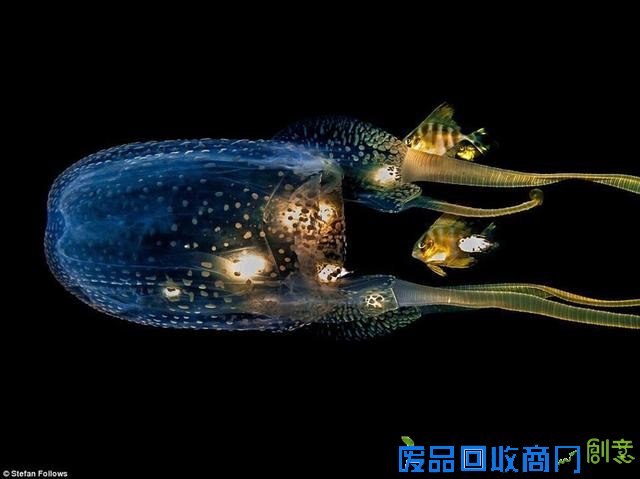 水下摄影大赛佳作:激萌小海豹紧抱潜水员脚蹼