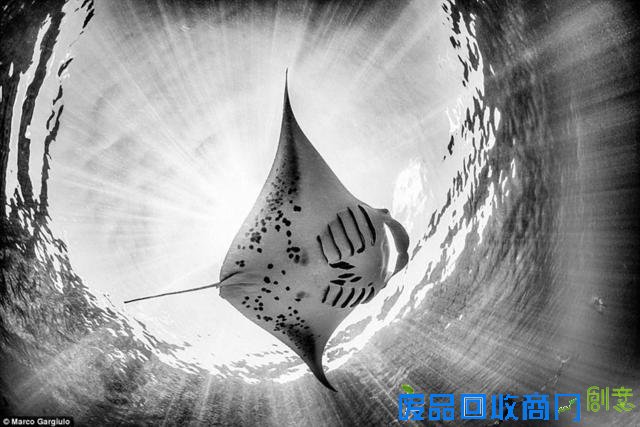 水下摄影大赛佳作：激萌小海豹紧抱潜水员脚蹼