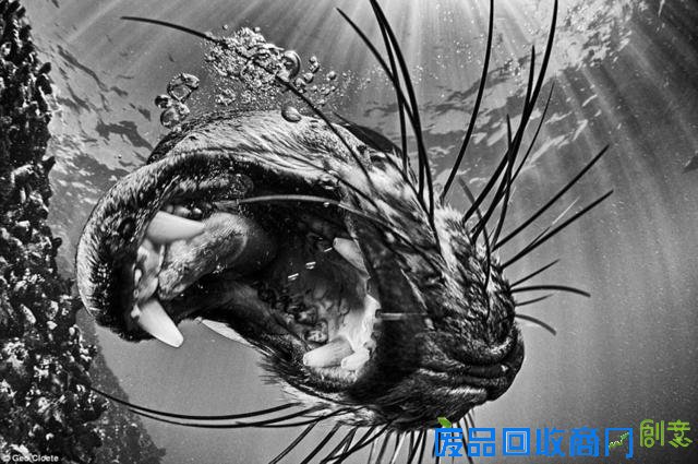 水下摄影大赛佳作:激萌小海豹紧抱潜水员脚蹼