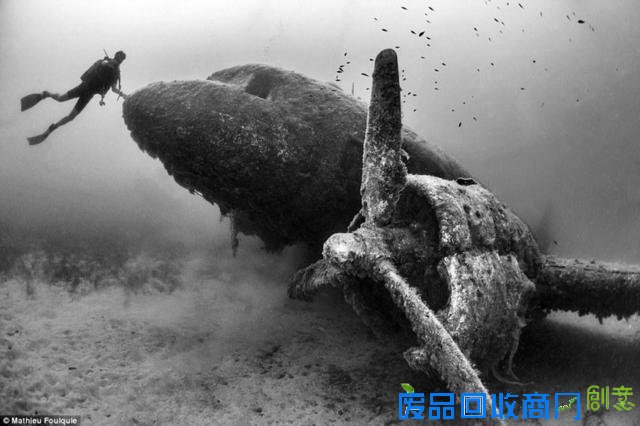 水下摄影大赛佳作:激萌小海豹紧抱潜水员脚蹼