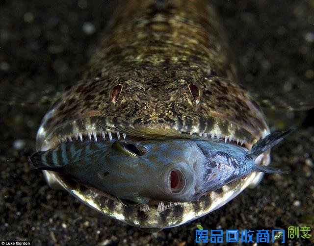 水下摄影大赛佳作:激萌小海豹紧抱潜水员脚蹼