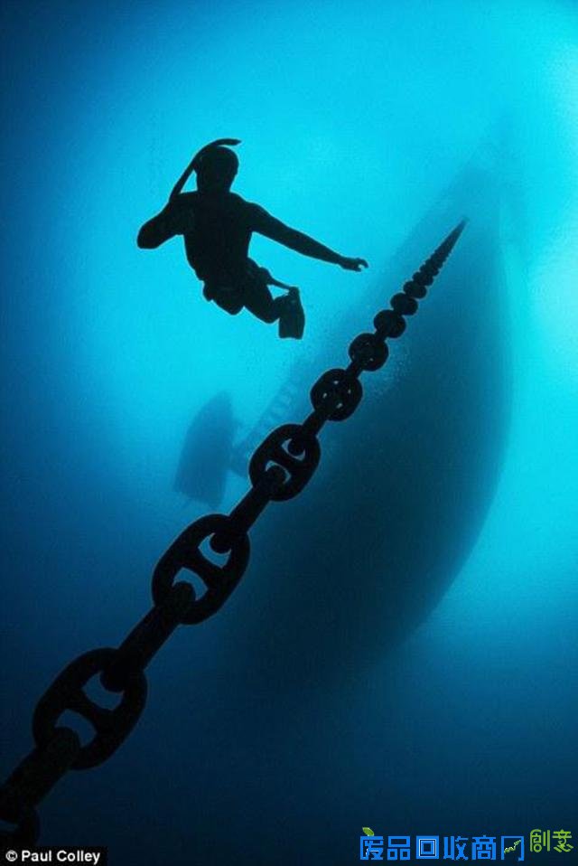 水下摄影大赛佳作:激萌小海豹紧抱潜水员脚蹼