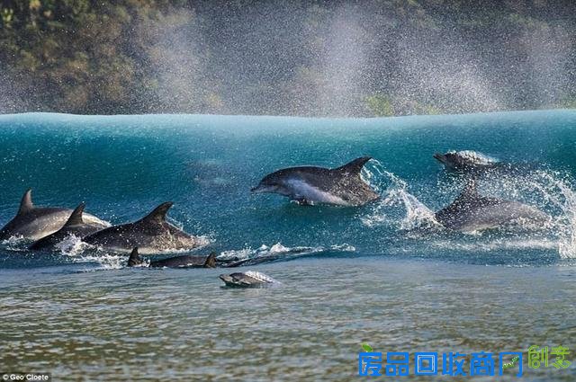 水下摄影大赛佳作:激萌小海豹紧抱潜水员脚蹼