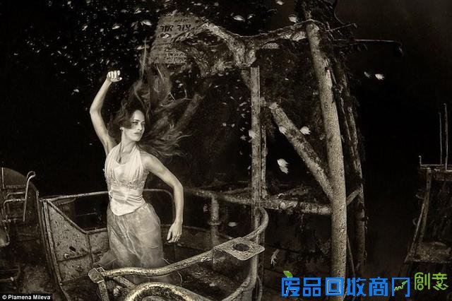 水下摄影大赛佳作:激萌小海豹紧抱潜水员脚蹼