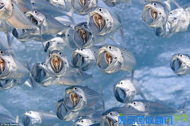 水下摄影大赛佳作:激萌小海豹紧抱潜水员脚蹼