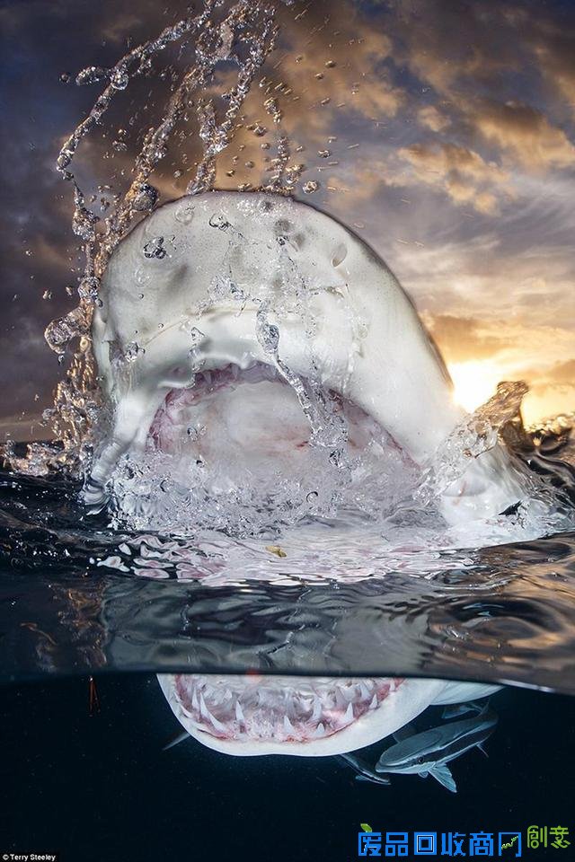 水下摄影大赛佳作:激萌小海豹紧抱潜水员脚蹼