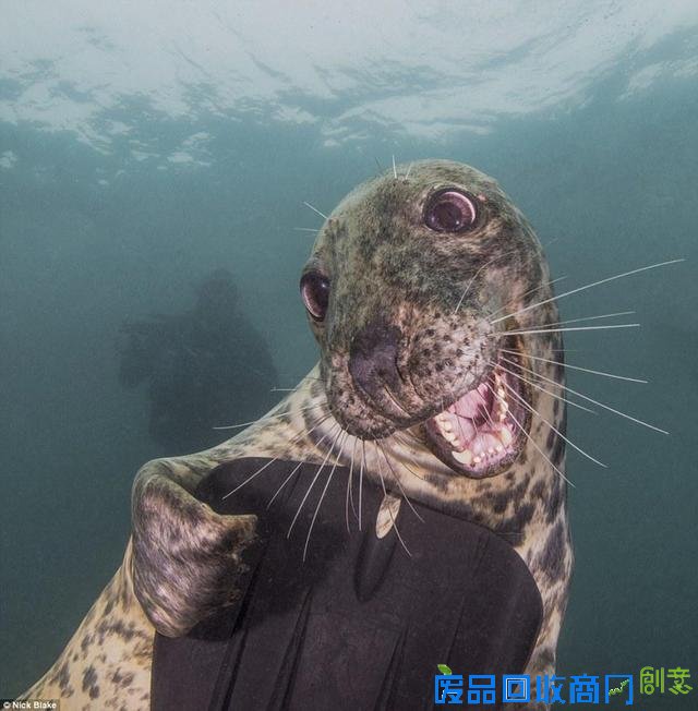 水下摄影大赛佳作:激萌小海豹紧抱潜水员脚蹼