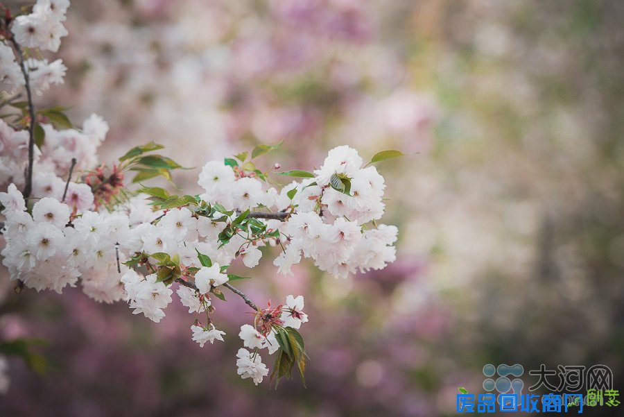 河南高校樱花盛放游人如织 鲜花美女成风景