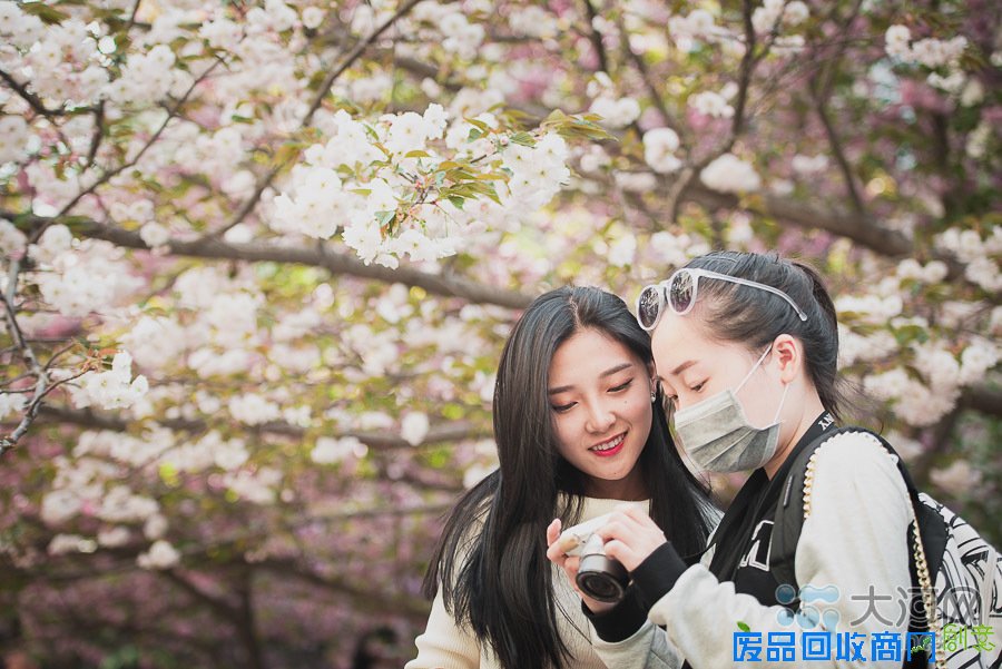 河南高校樱花盛放游人如织 鲜花美女成风景