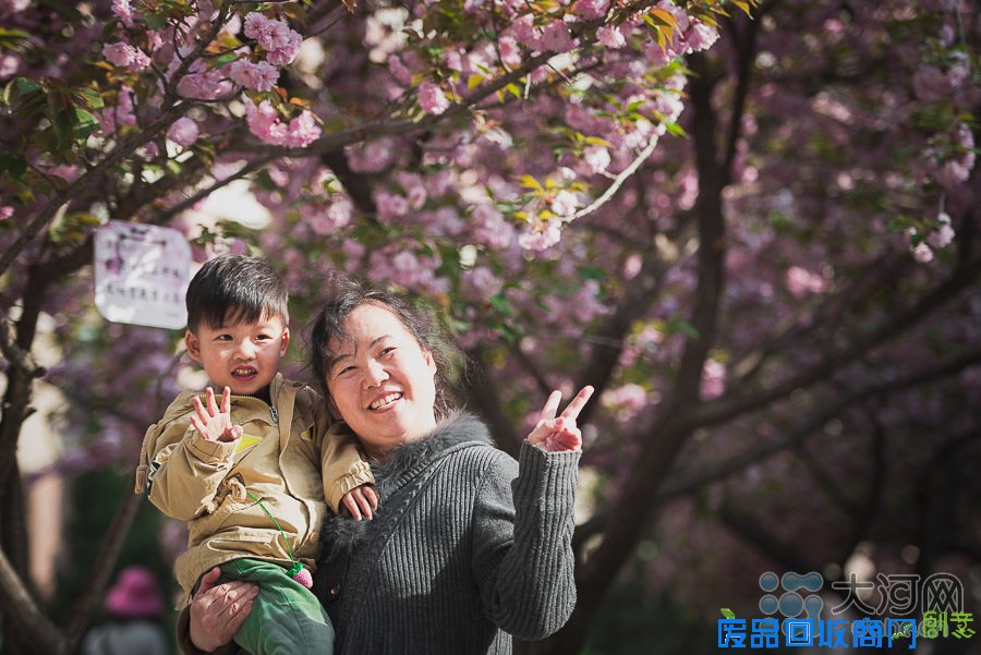 河南高校樱花盛放游人如织 鲜花美女成风景