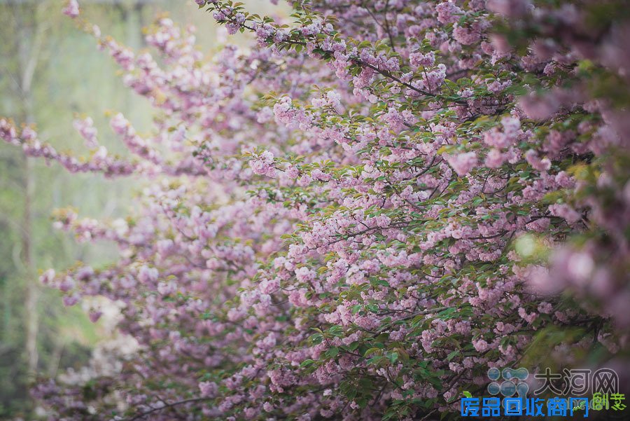 河南高校樱花盛放游人如织 鲜花美女成风景