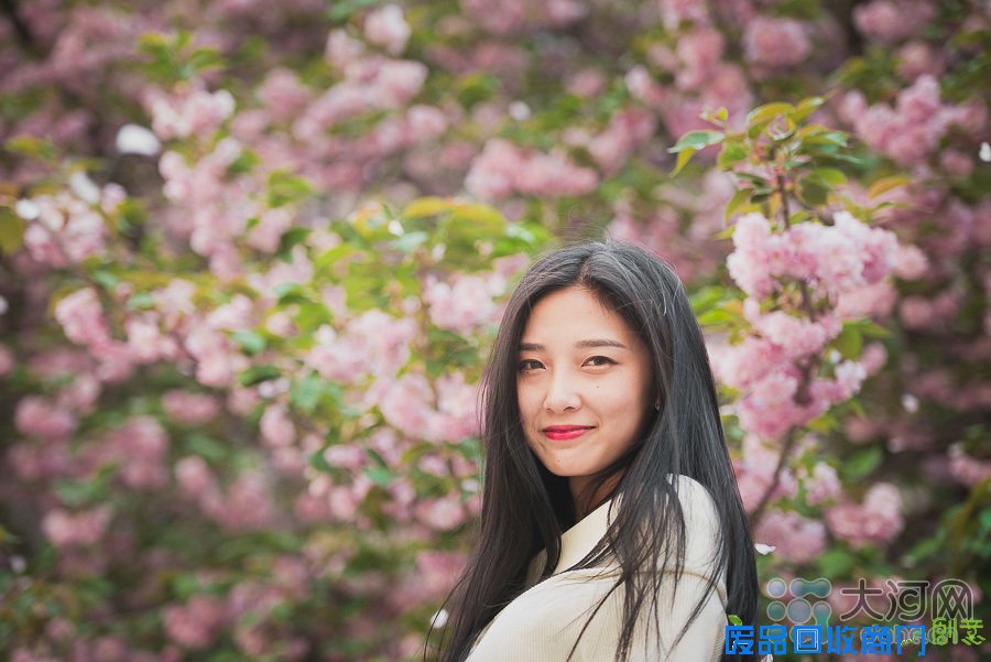 河南高校樱花盛放游人如织 鲜花美女成风景