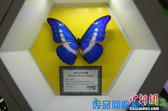 被誉为世界最美蝴蝶“光明女神闪蝶”的标本。　李俊杰 摄