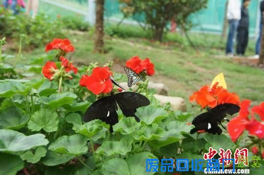 簇拥在鲜花上的蝴蝶。　李俊杰 摄