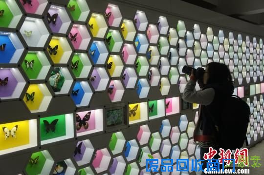 蝴蝶文化展览馆展出的数百种珍稀蝴蝶标本。　李俊杰 摄 
