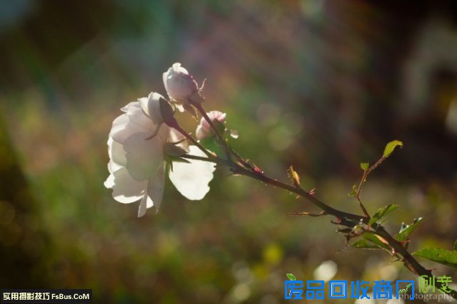 摄影 新手 进阶 ：完美使用 50mm 标准 定焦 镜头 的5点 建议