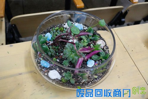 华农学生盆栽DIY 利用废品绿化生活 华农学生盆栽DIY 利用废品绿化生活