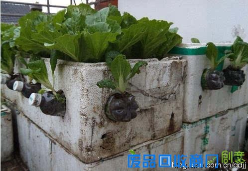 阳台种菜，手工DIY吃到新鲜菜！手把手教你