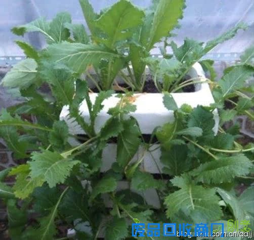 阳台种菜，手工DIY吃到新鲜菜！手把手教你