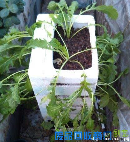 阳台种菜，手工DIY吃到新鲜菜！手把手教你