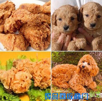 狗狗：我比炸鸡腿可爱