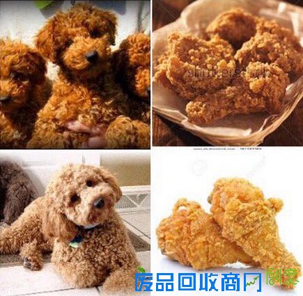 我是狗狗&我是炸鸡
