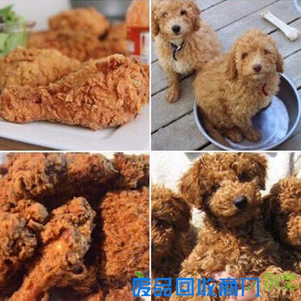 狗狗：小心别咬错了