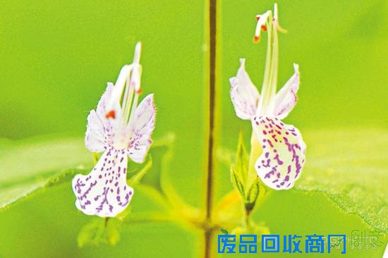 春暖花开 简单易学的花卉摄影用光技巧