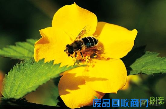 春暖花开 简单易学的花卉摄影用光技巧